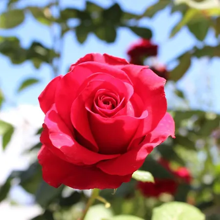 Hotel O Palmo Lipari (Isola Lipari)