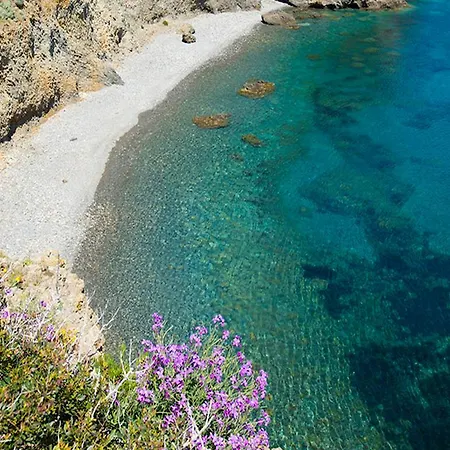 O Palmo Παναρέα