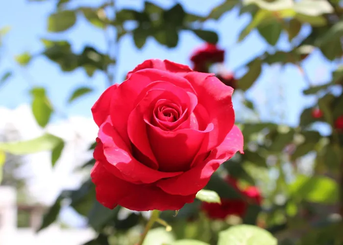 Hotel O Palmo Lipari (Isola Lipari)
